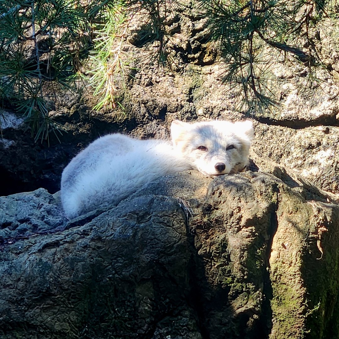 Arctic Fox (Vulpes lagopus)