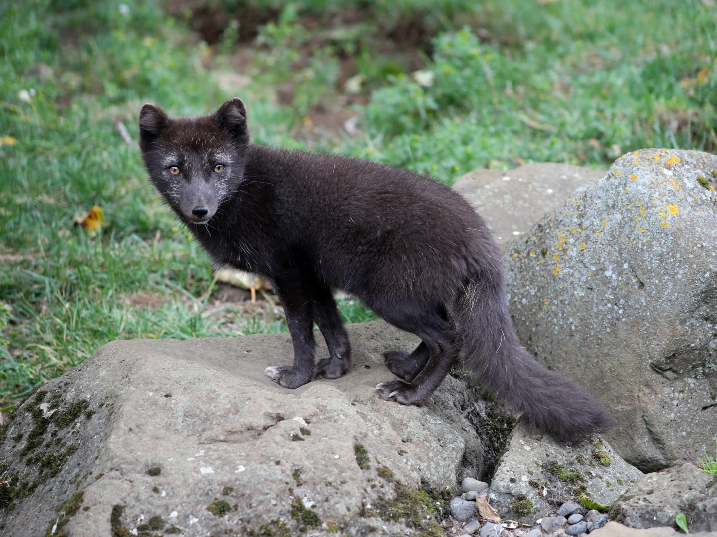 Arctic fox (Vulpes lagopus)