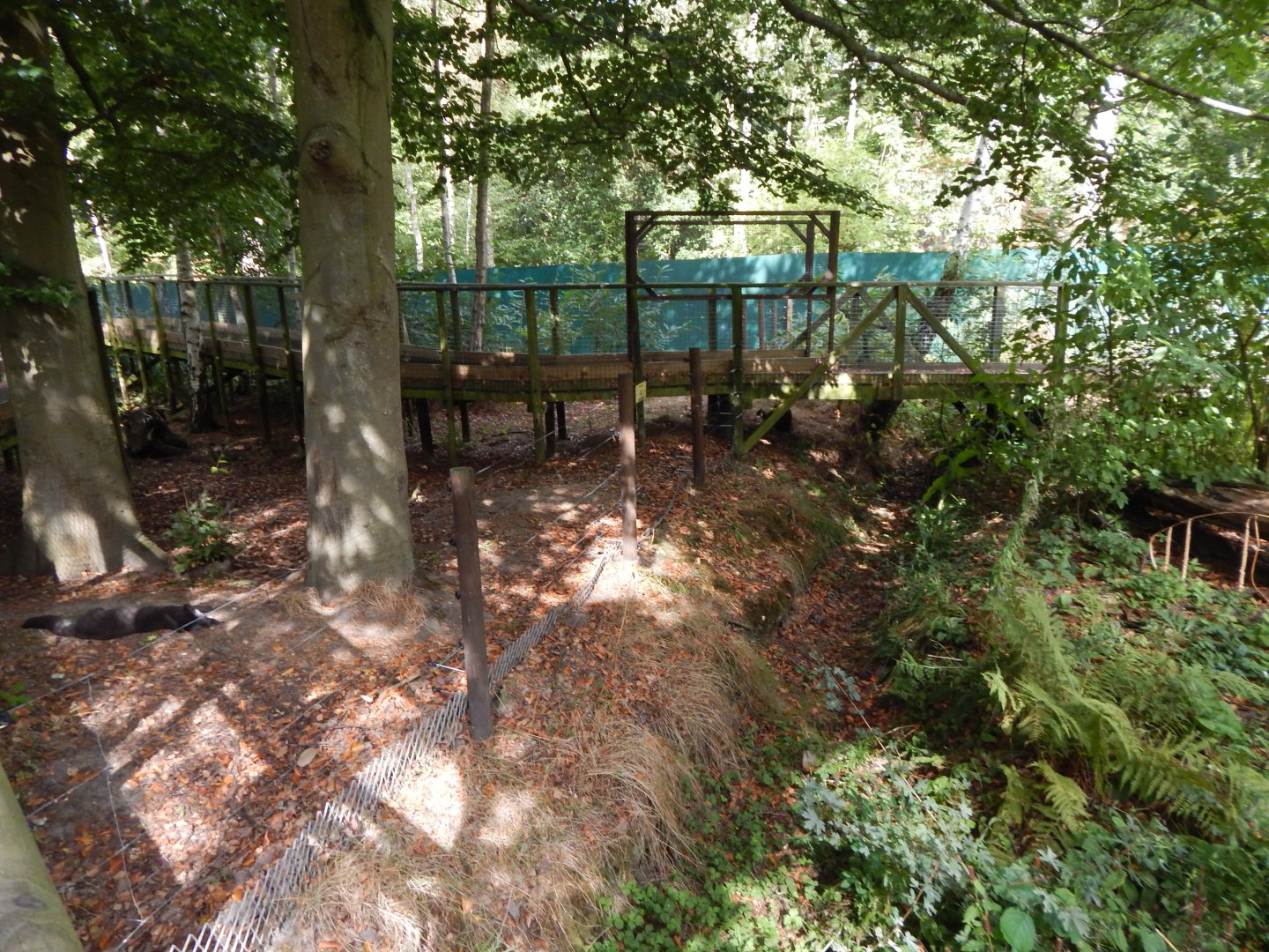 Arctic fox walkthrough 030924