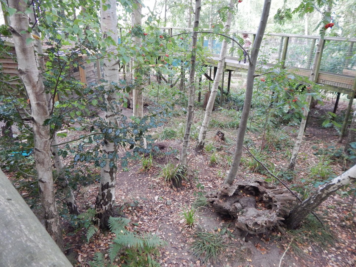 Arctic fox walkthrough 030924