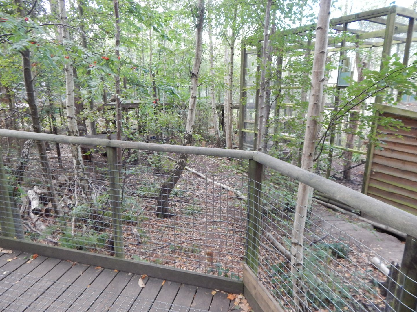 Arctic fox walkthrough 030924