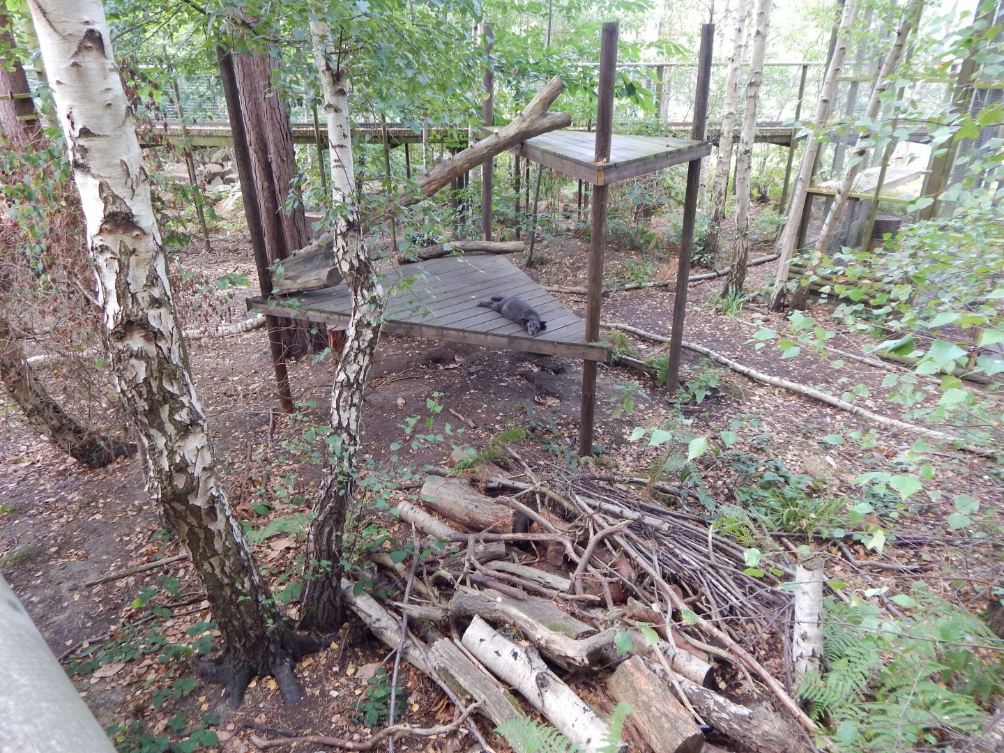 Arctic fox walkthrough 030924