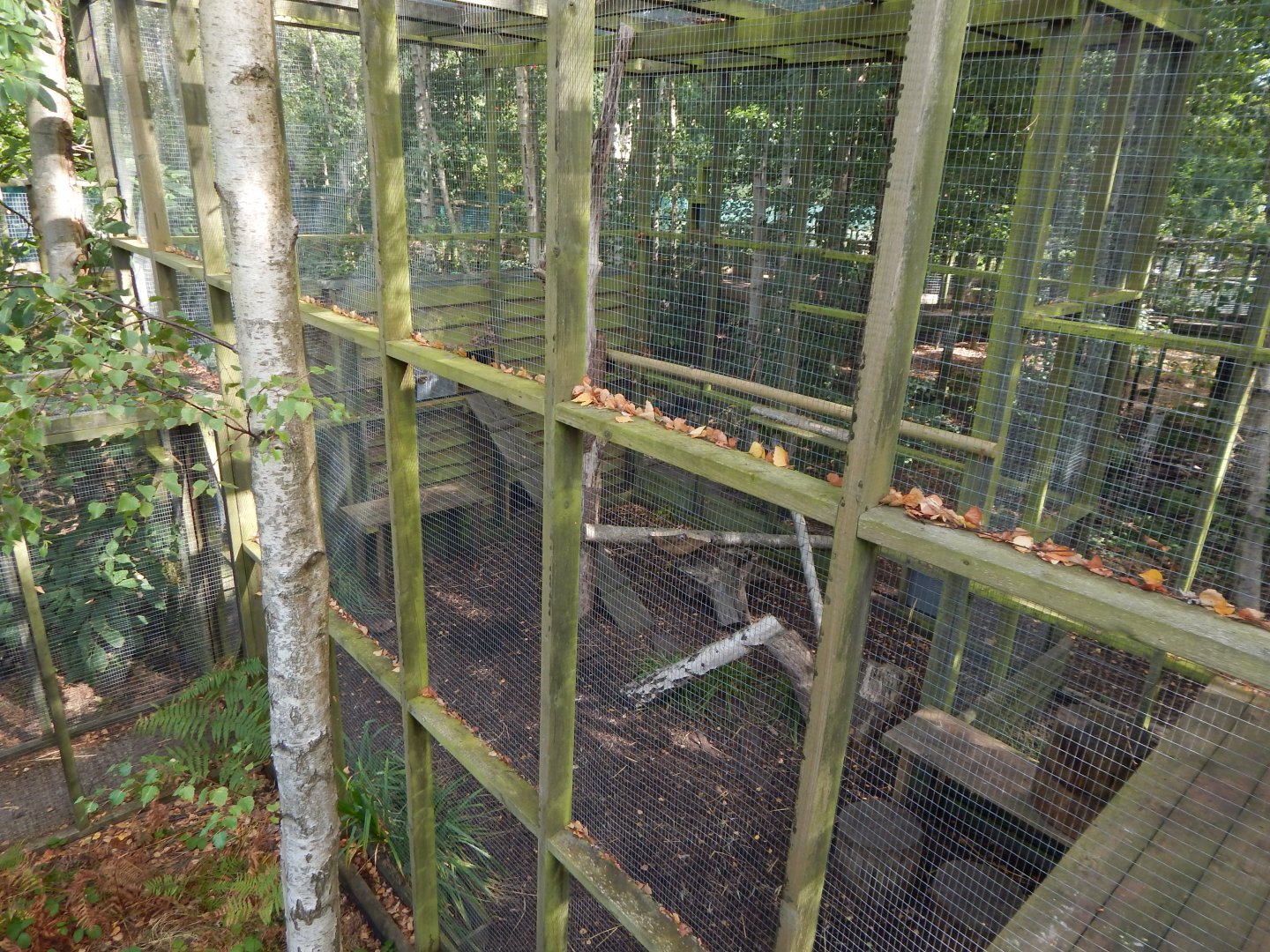 Arctic fox walkthrough 030924