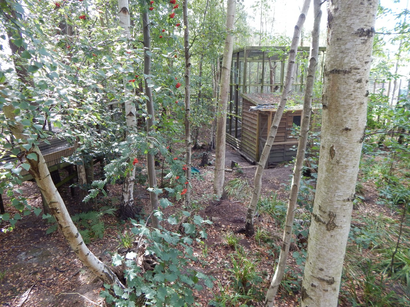 Arctic fox walkthrough 030924