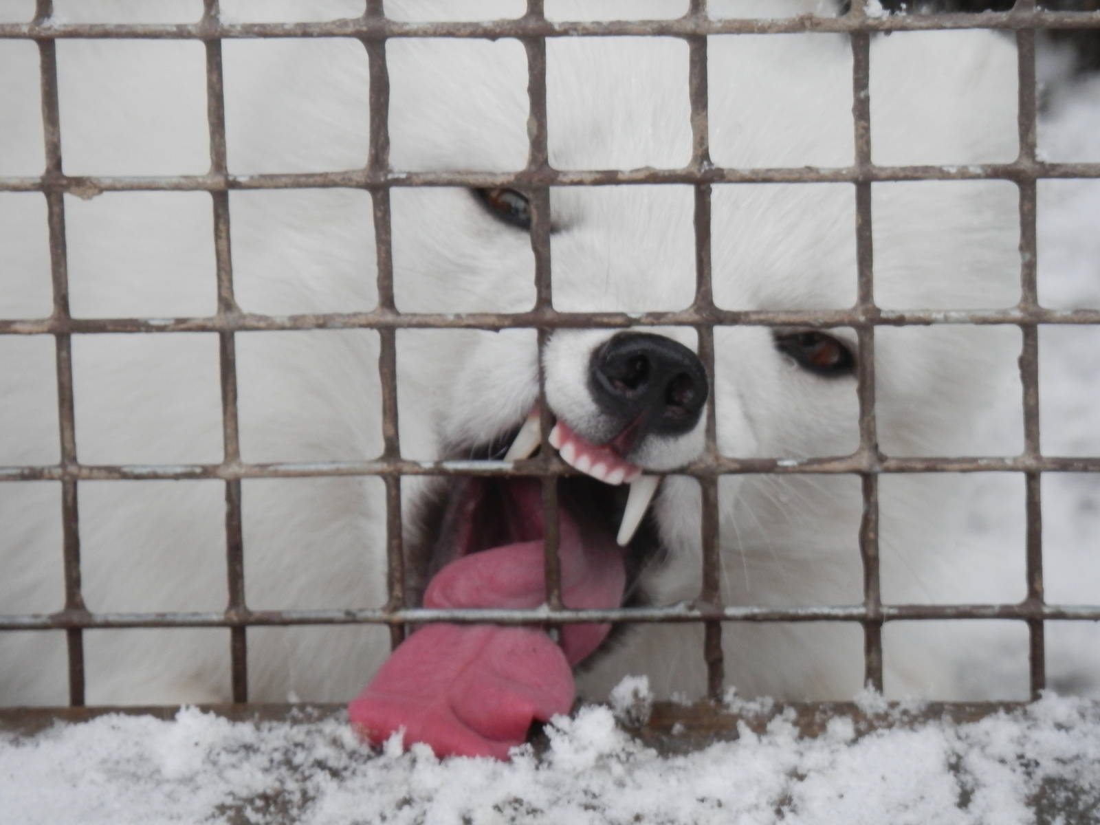 Arctic Fox wanting more snow.