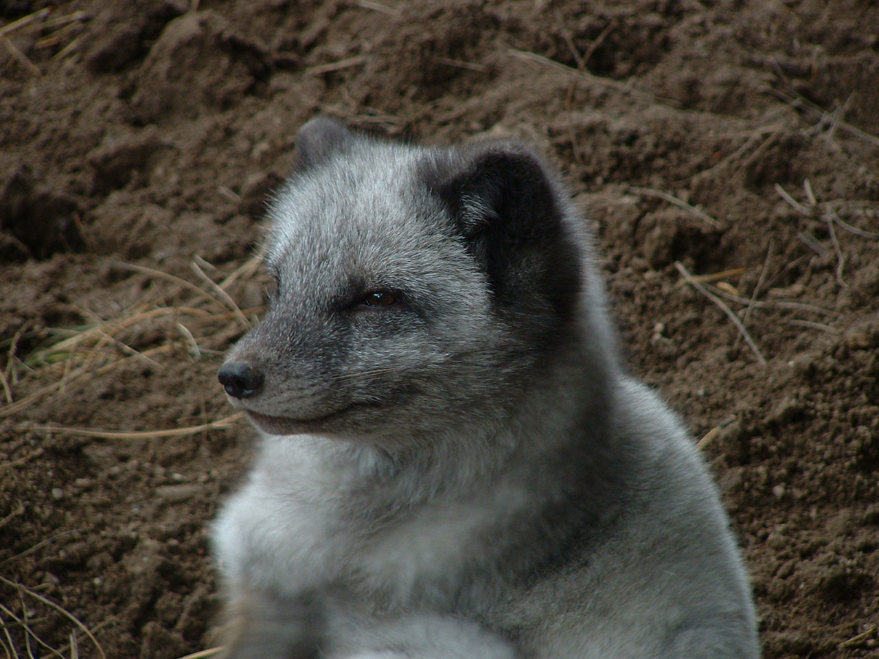 Arctic Fox - Welsh Mountain Zoo 2005