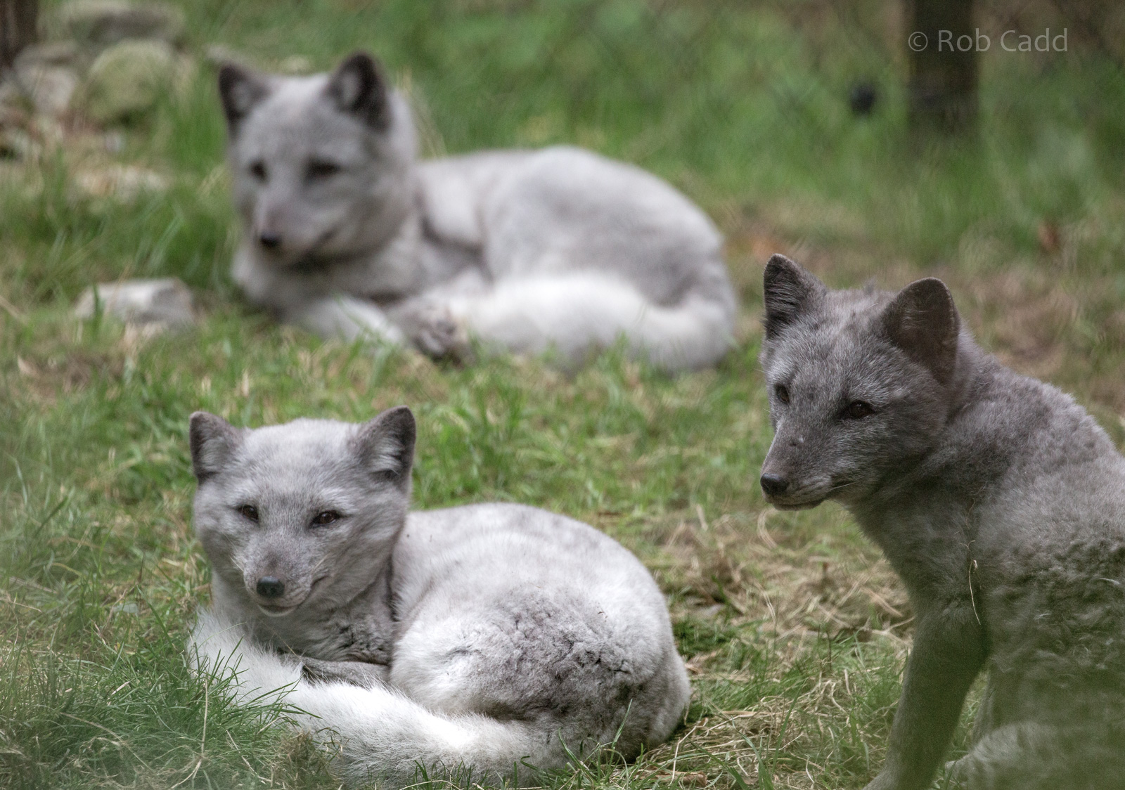 Arctic fox : Wildwood : 06 Oct 2018