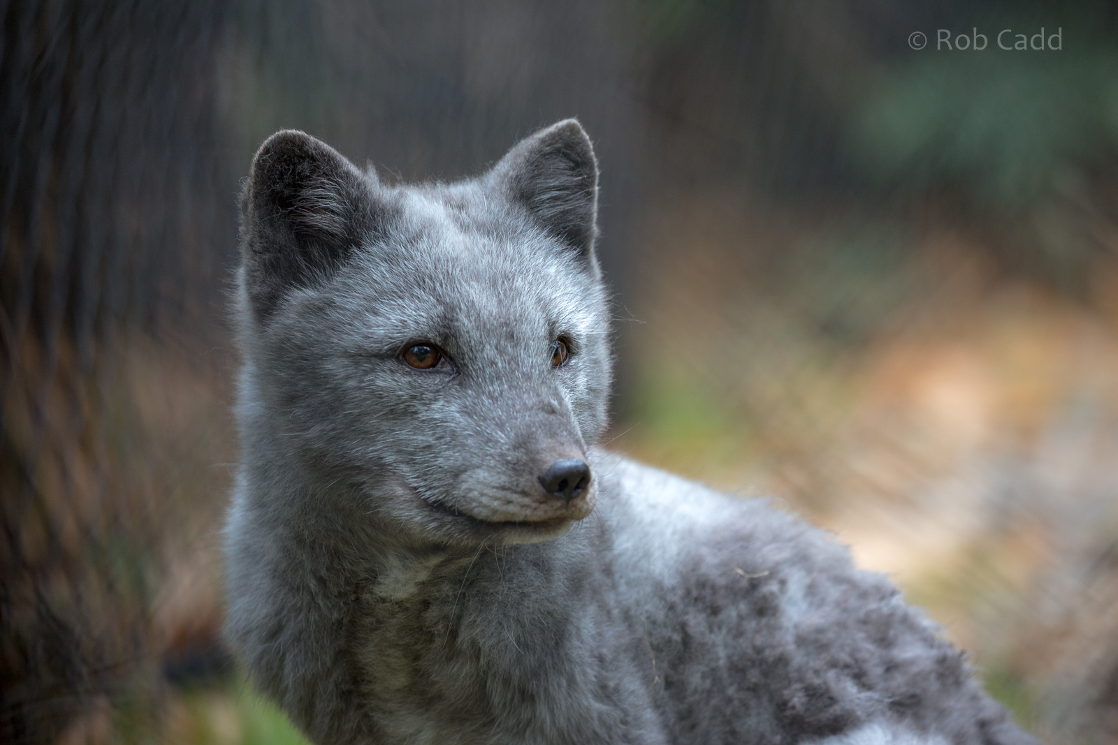 Arctic fox : Wildwood : 06 Oct 2018