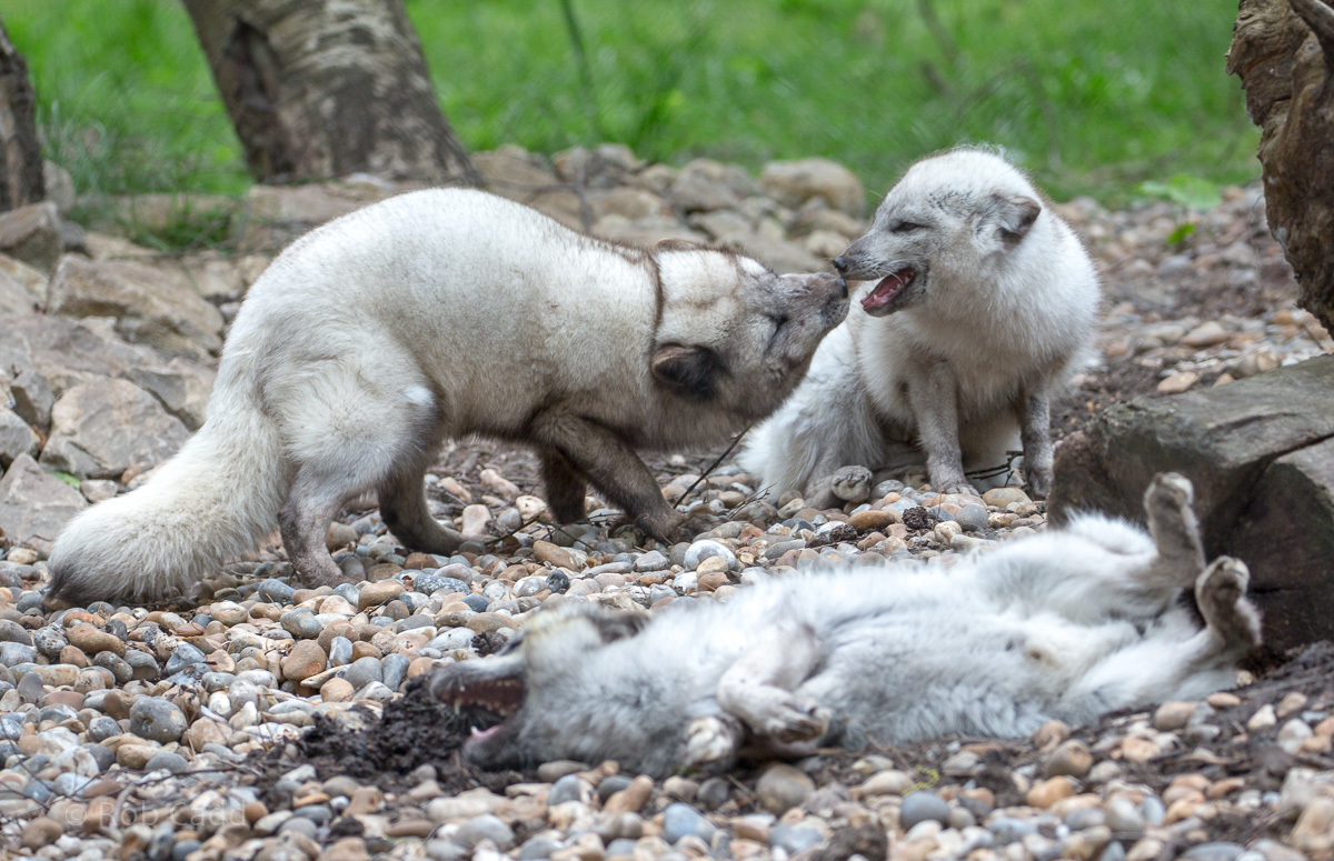 Arctic fox : Wildwood : 07 May 2017