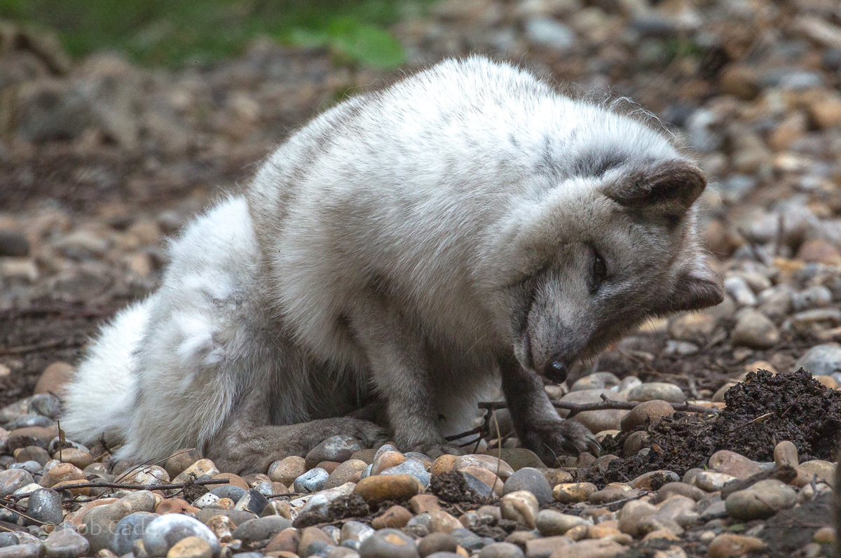 Arctic fox : Wildwood : 07 May 2017