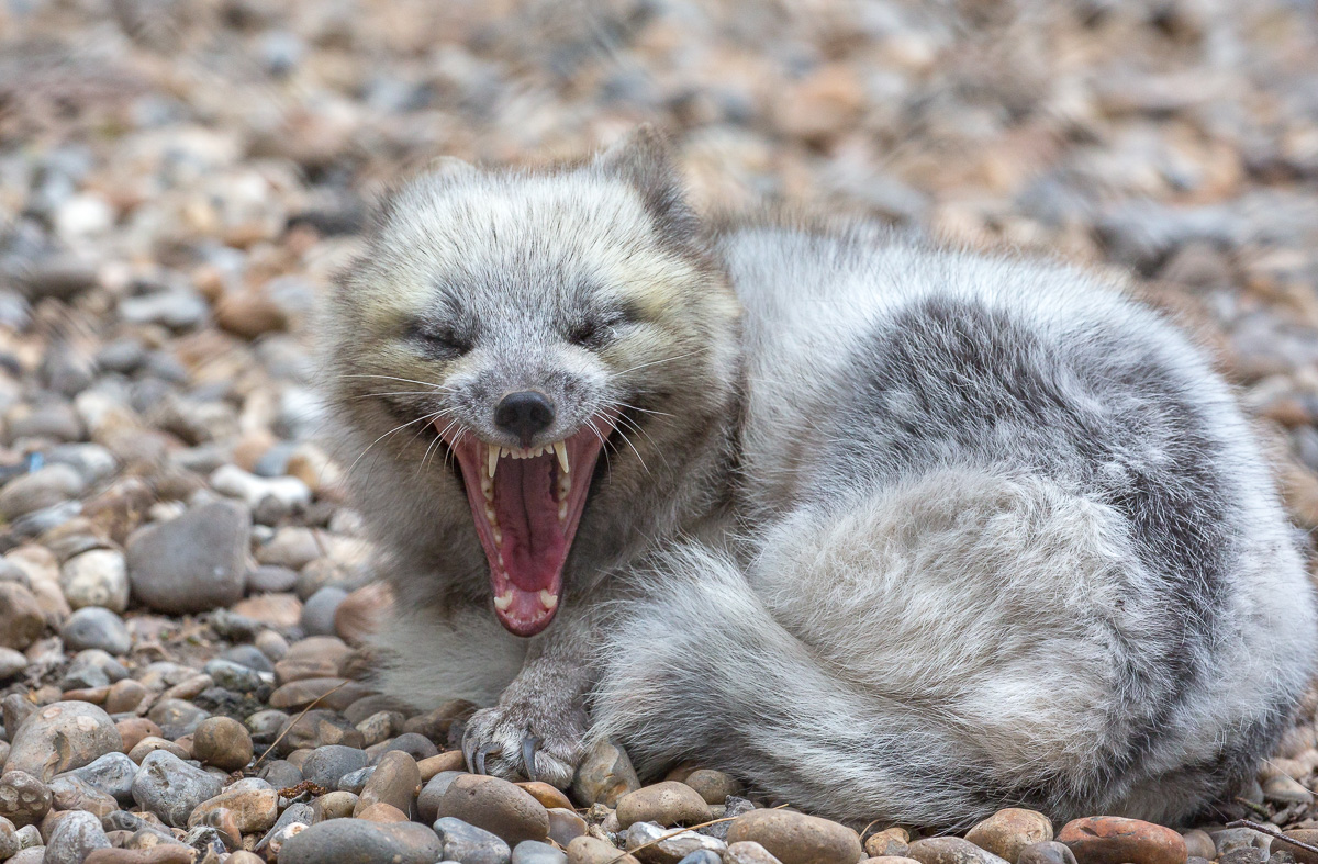 Arctic fox : Wildwood : 07 May 2017