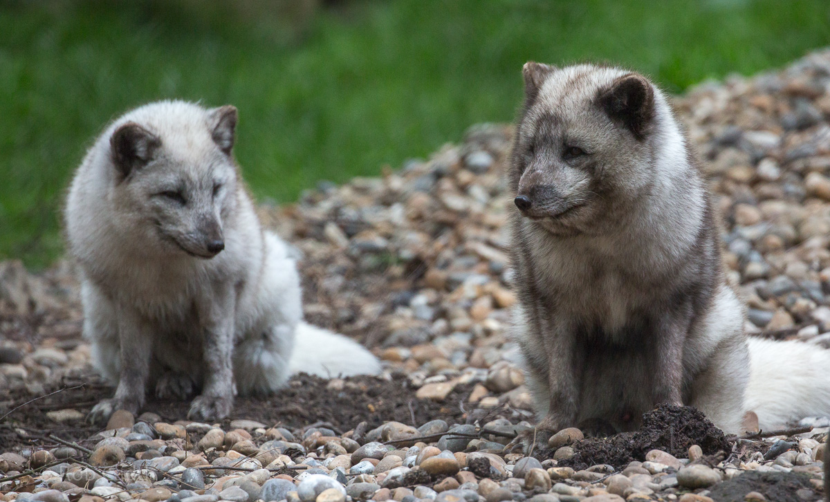 Arctic fox : Wildwood : 07 May 2017