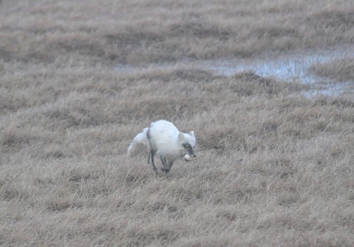 Arctic Fox with Goose Egg - Alaska