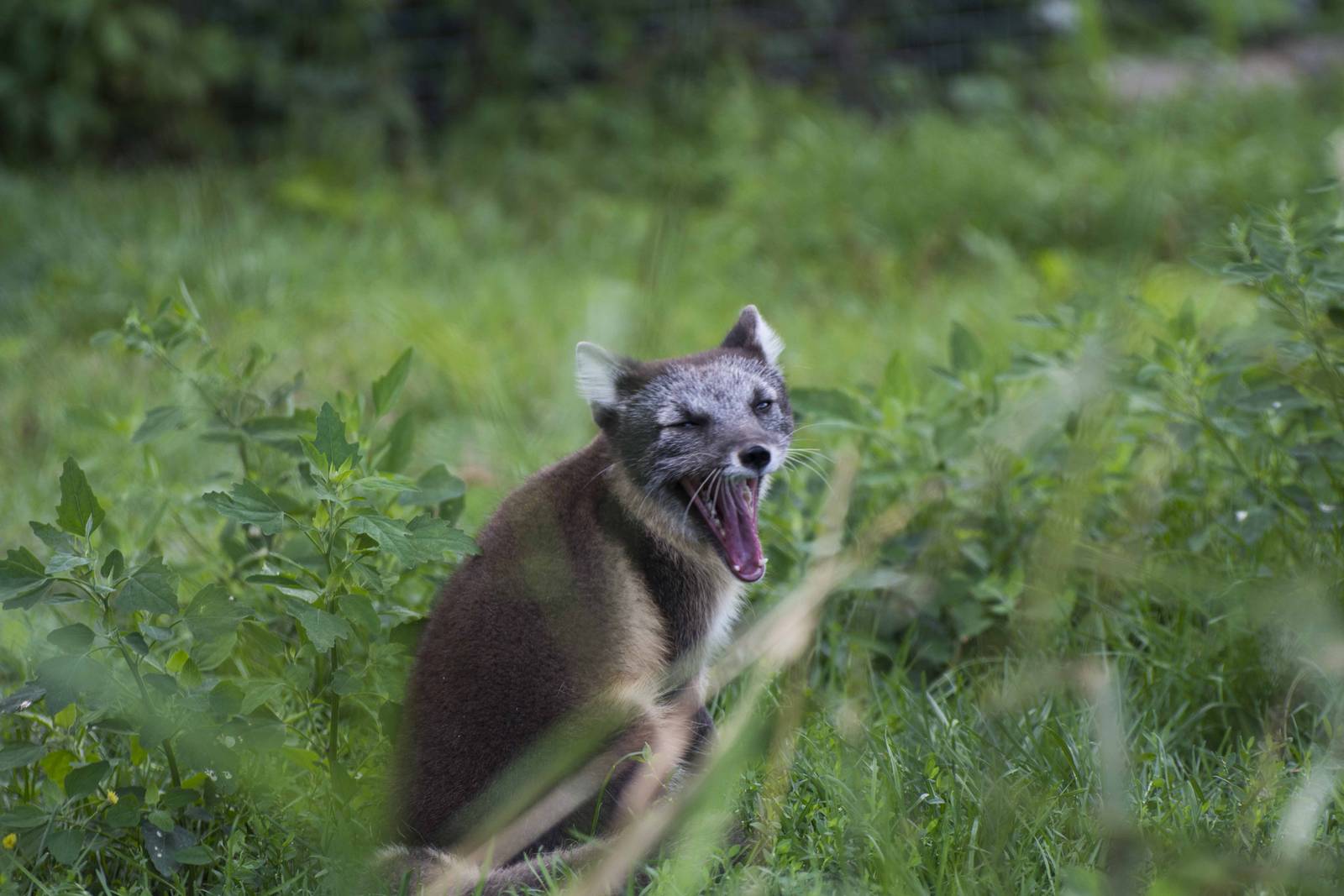 Arctic Fox yawing.