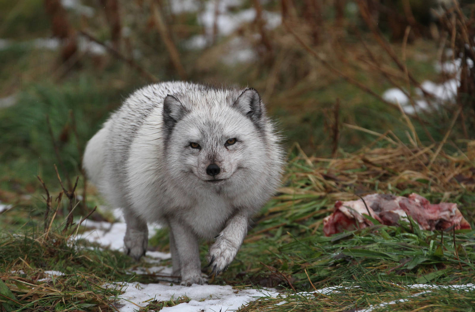 Arctic Fox