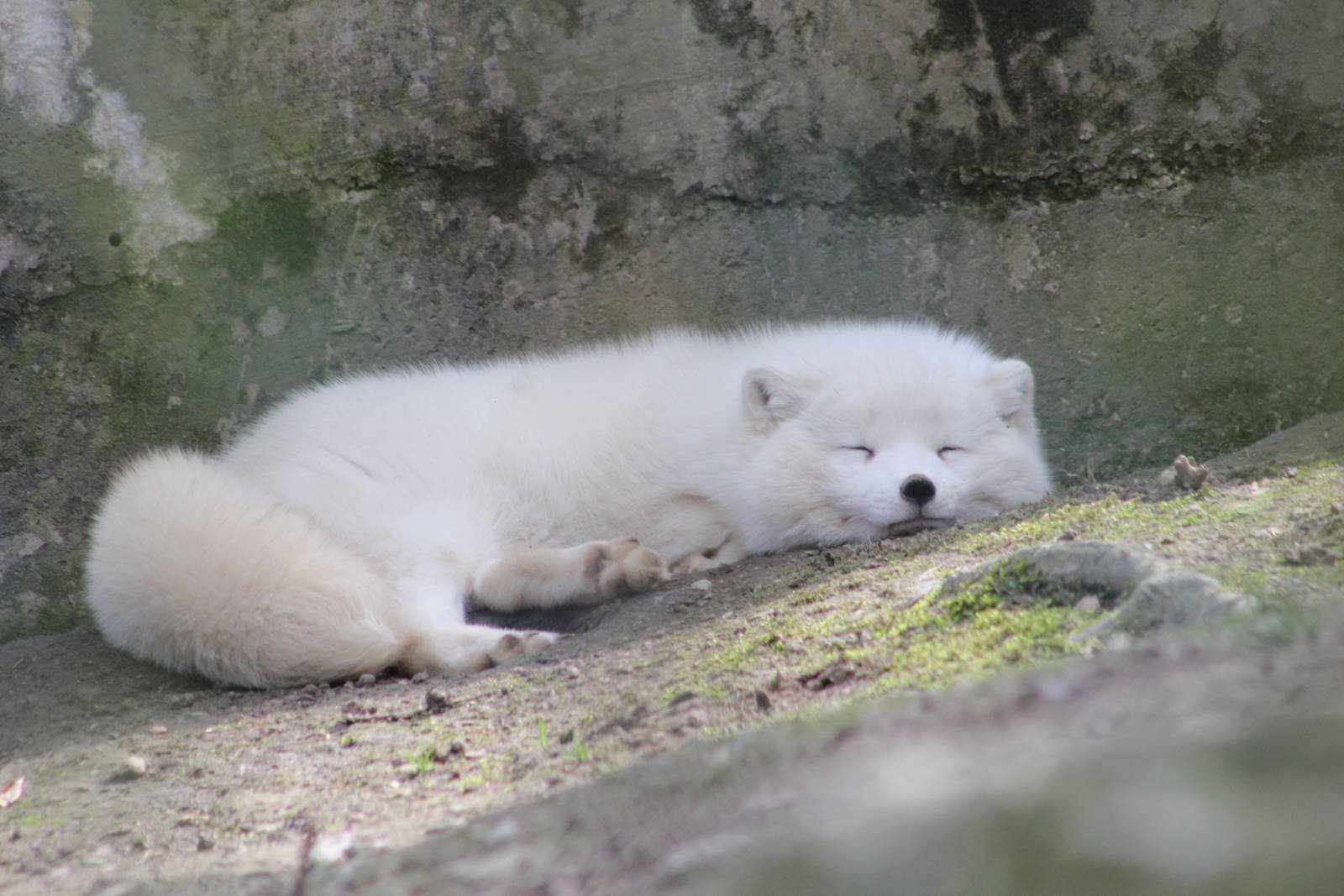 Arctic fox