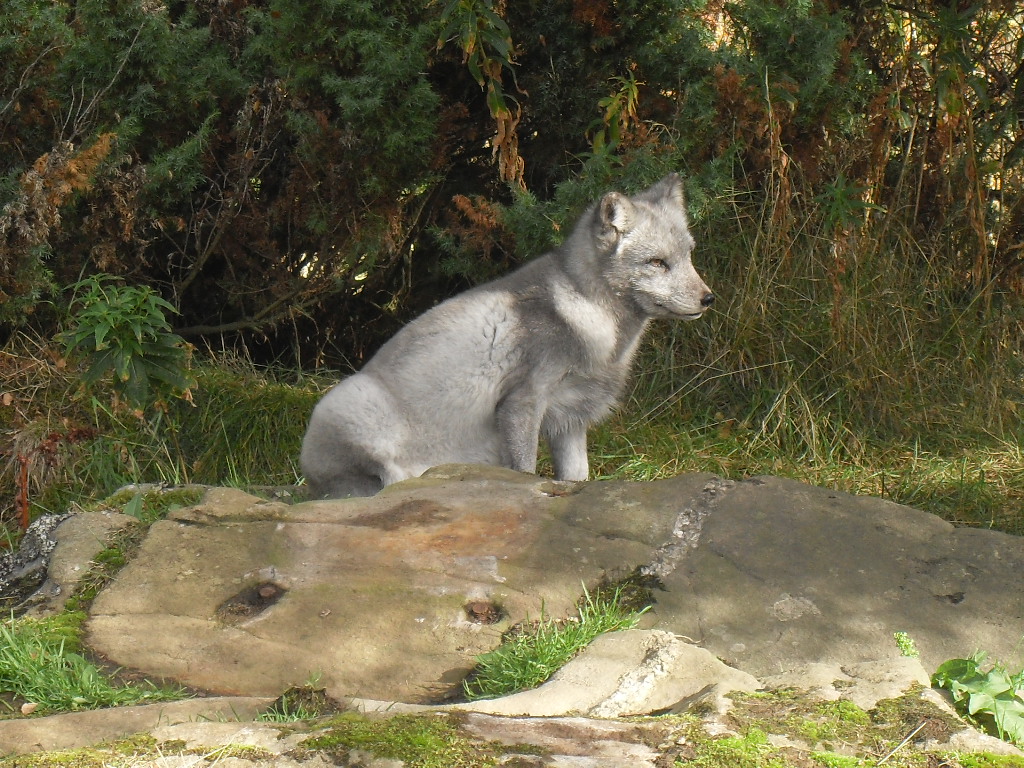 Arctic fox