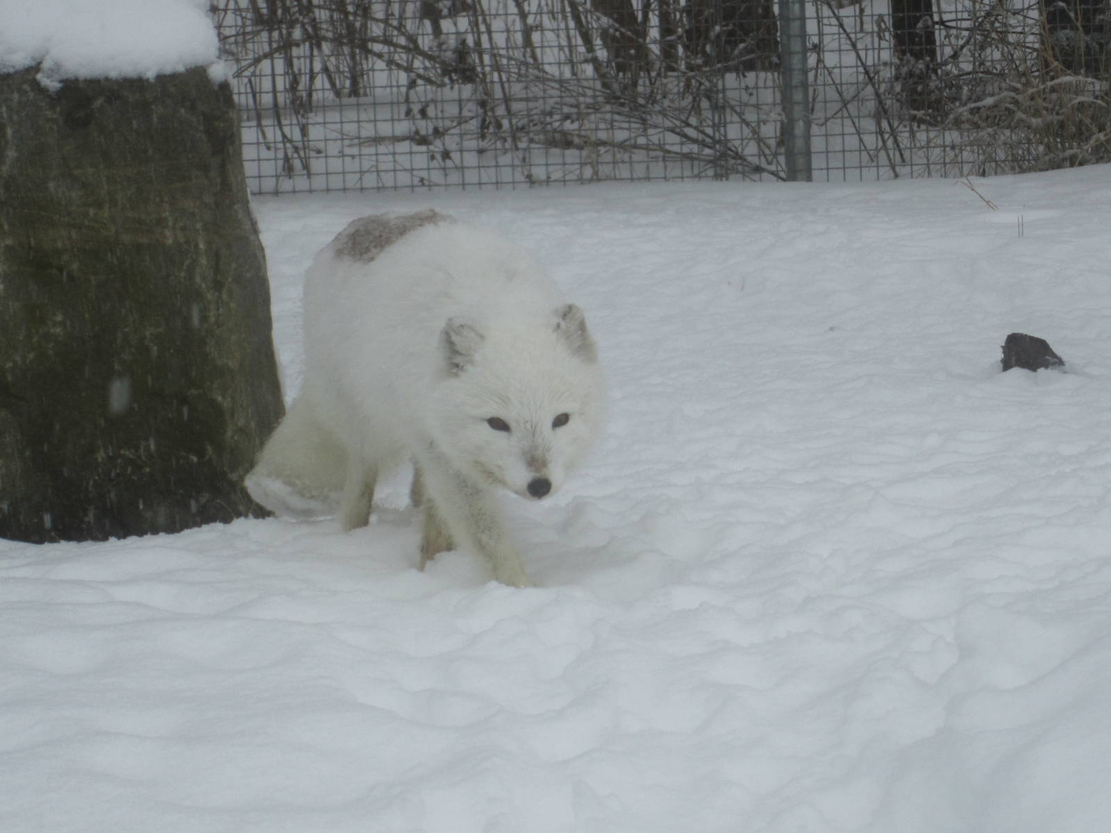 Arctic Fox