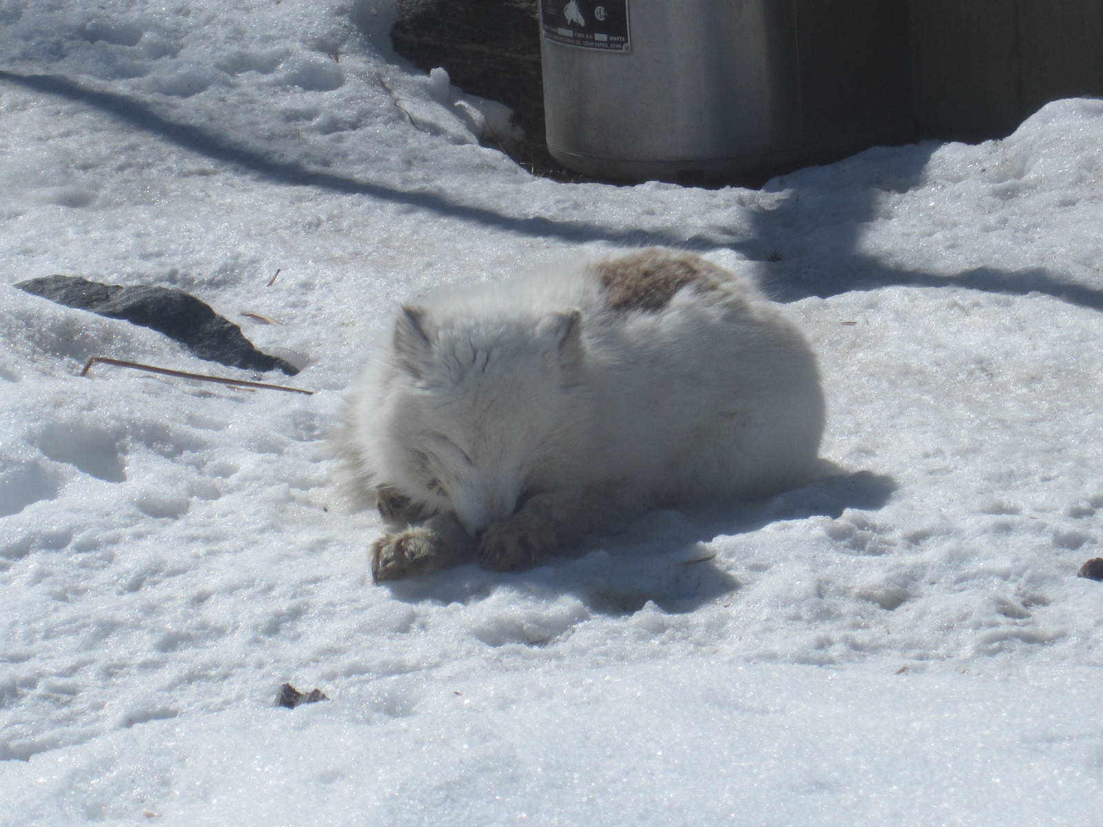 Arctic Fox