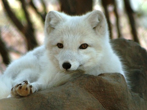 Arctic Fox