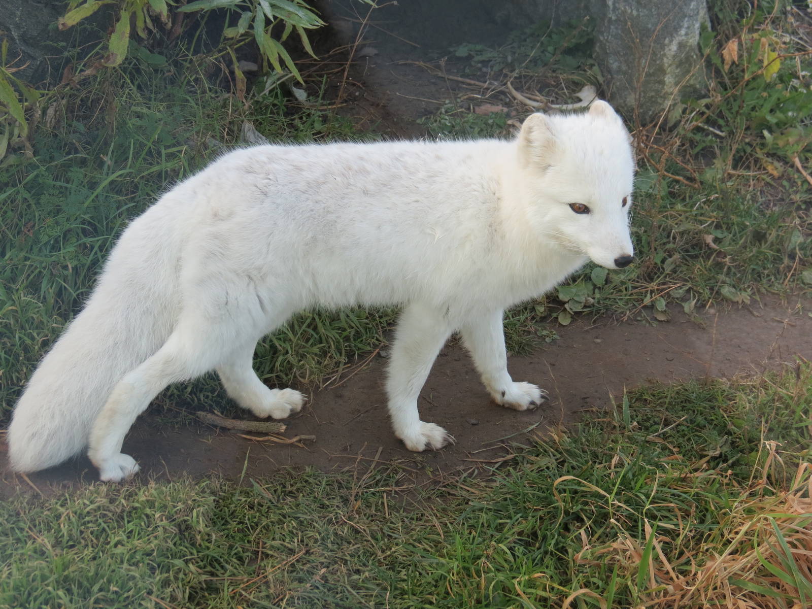 Arctic Fox