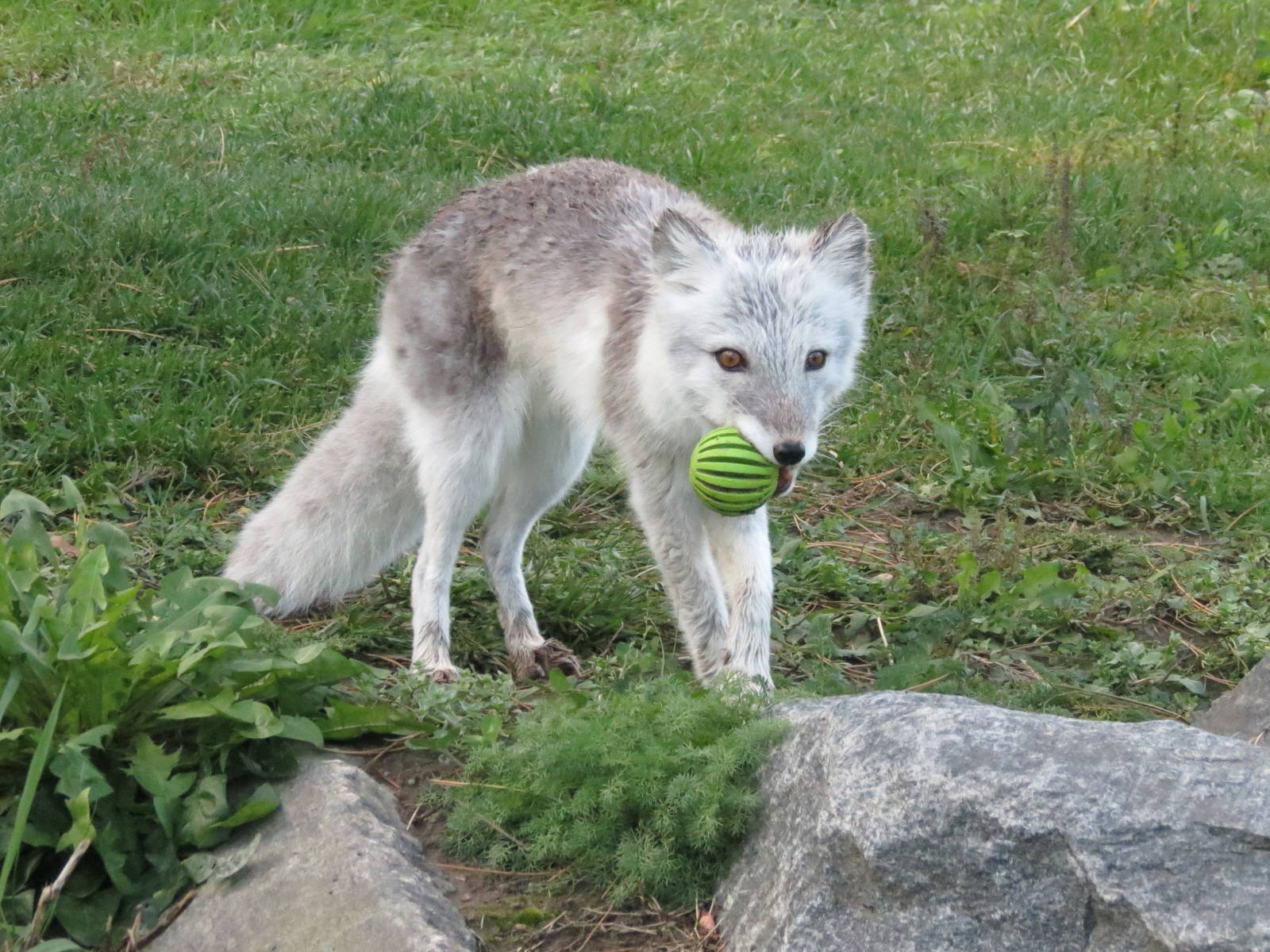Arctic Fox