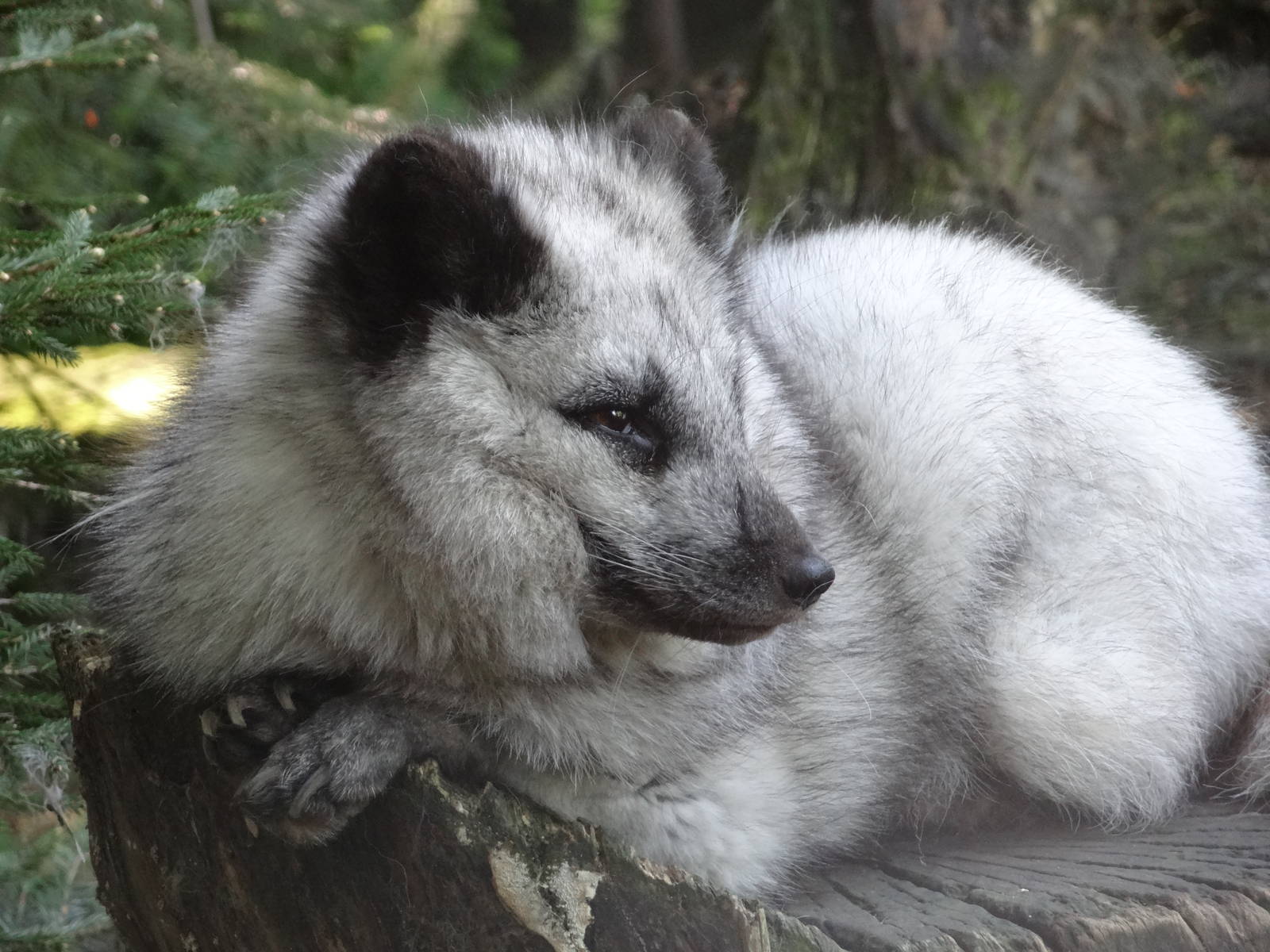 Arctic fox
