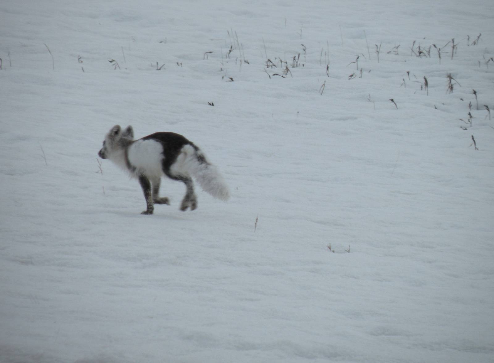 Arctic Fox