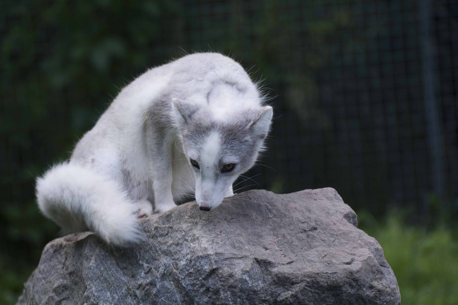 Arctic Fox