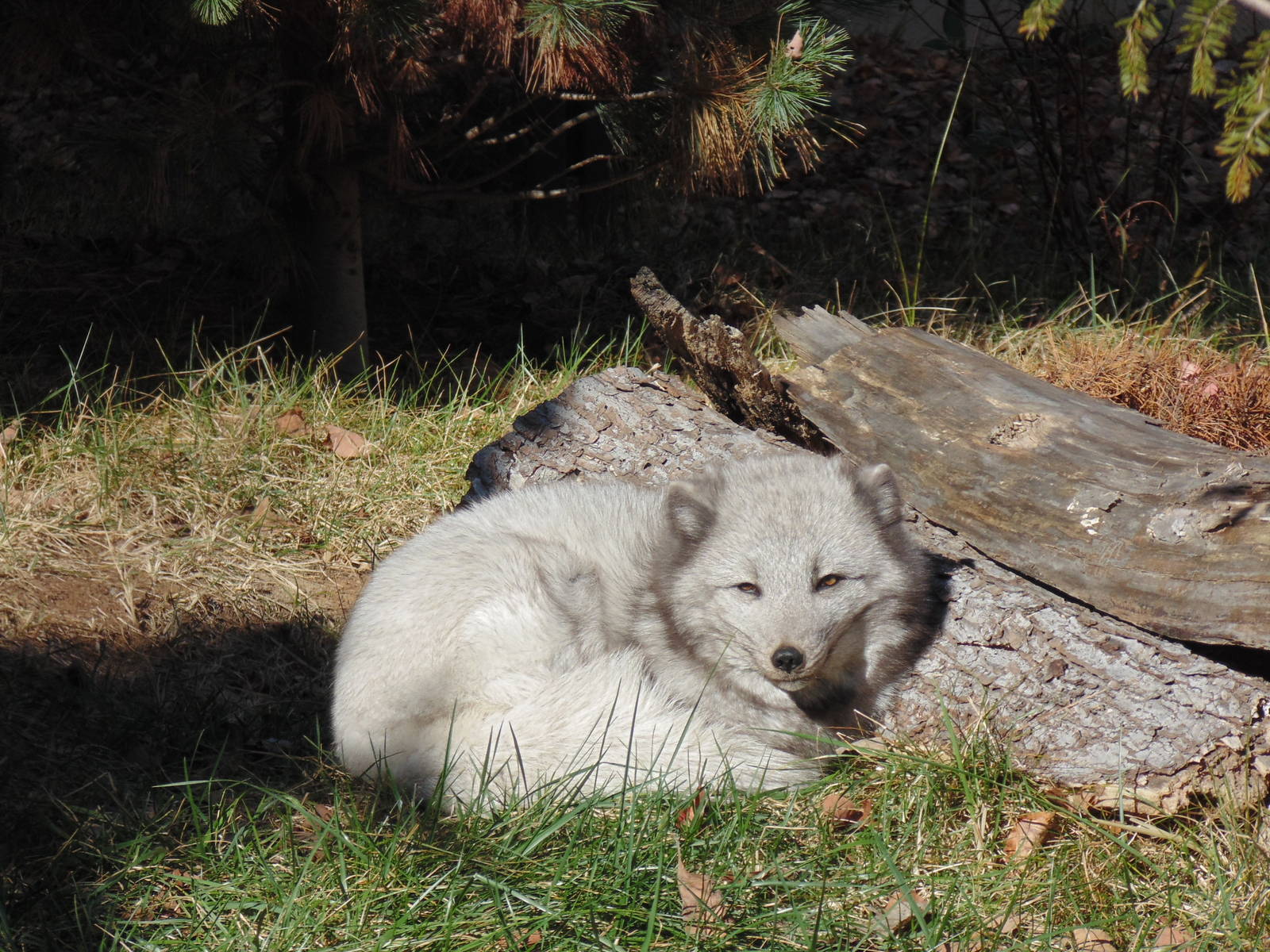 Arctic Fox