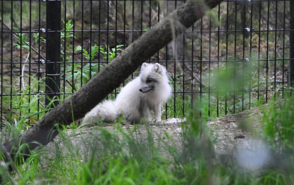 Arctic Fox