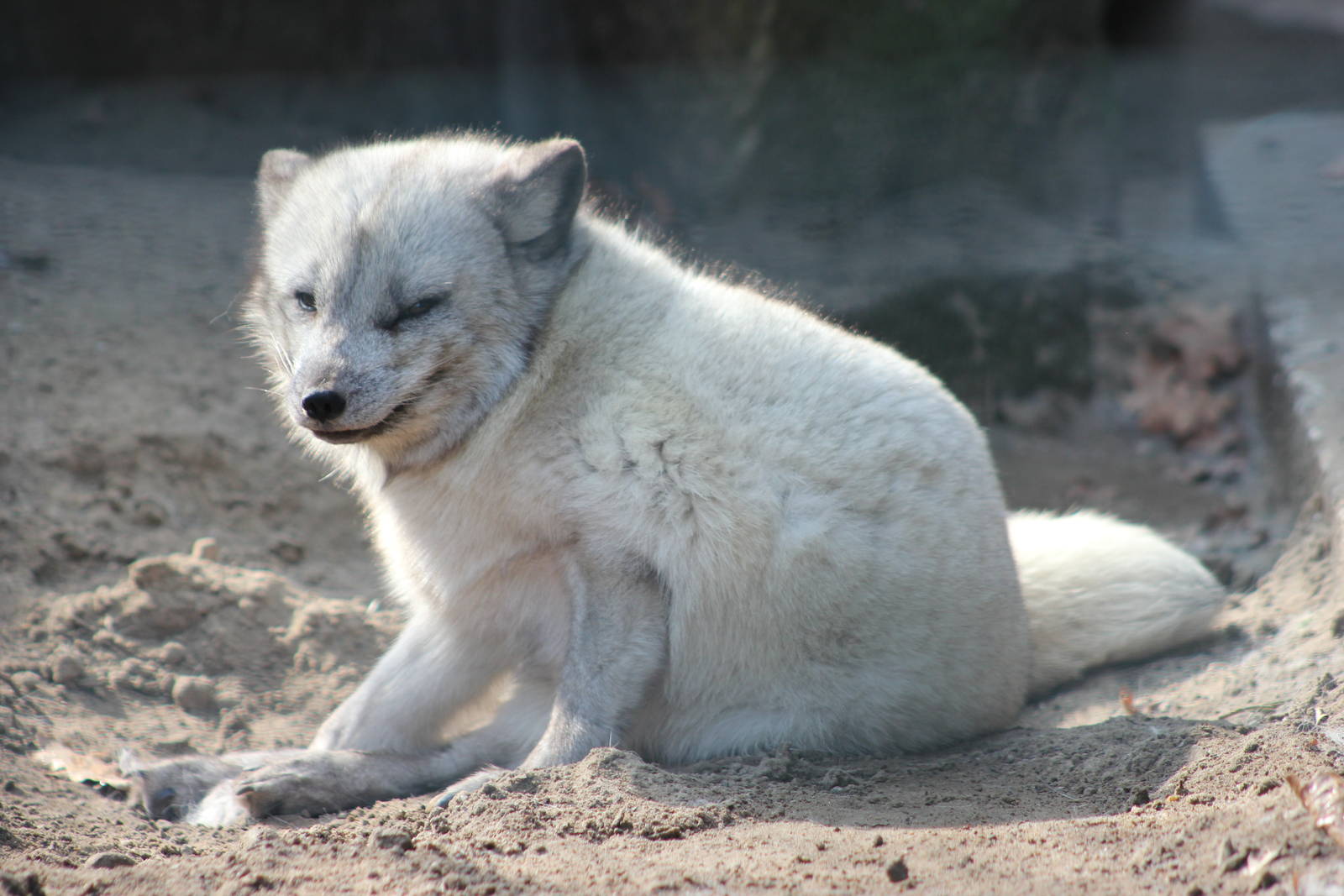Arctic fox