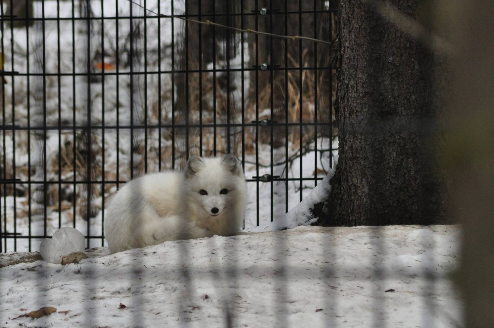 Arctic Fox