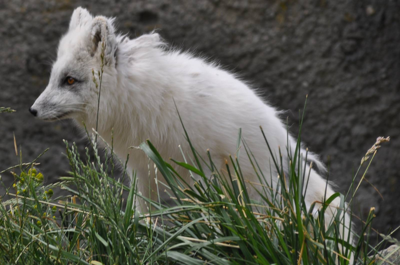 Arctic Fox