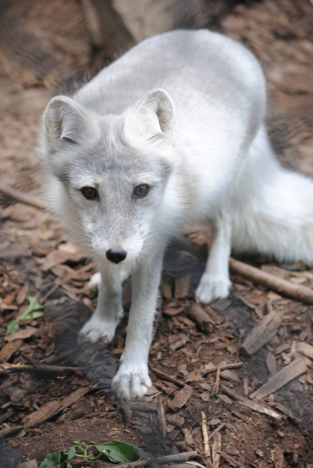 Arctic Fox