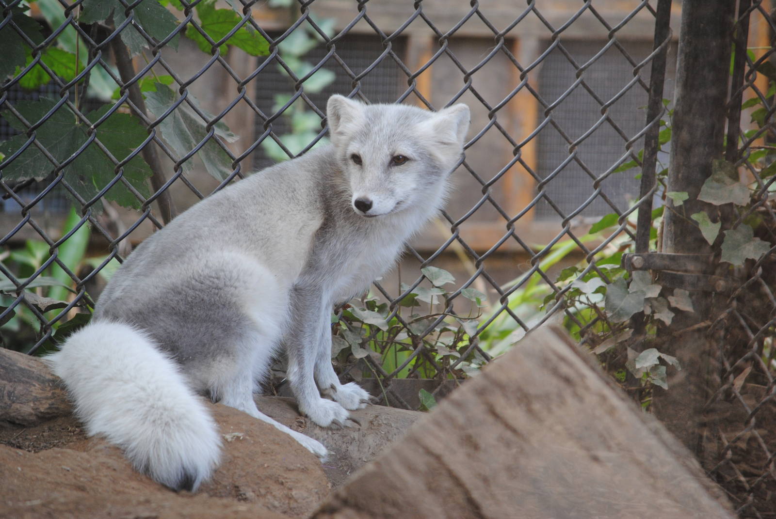 Arctic Fox