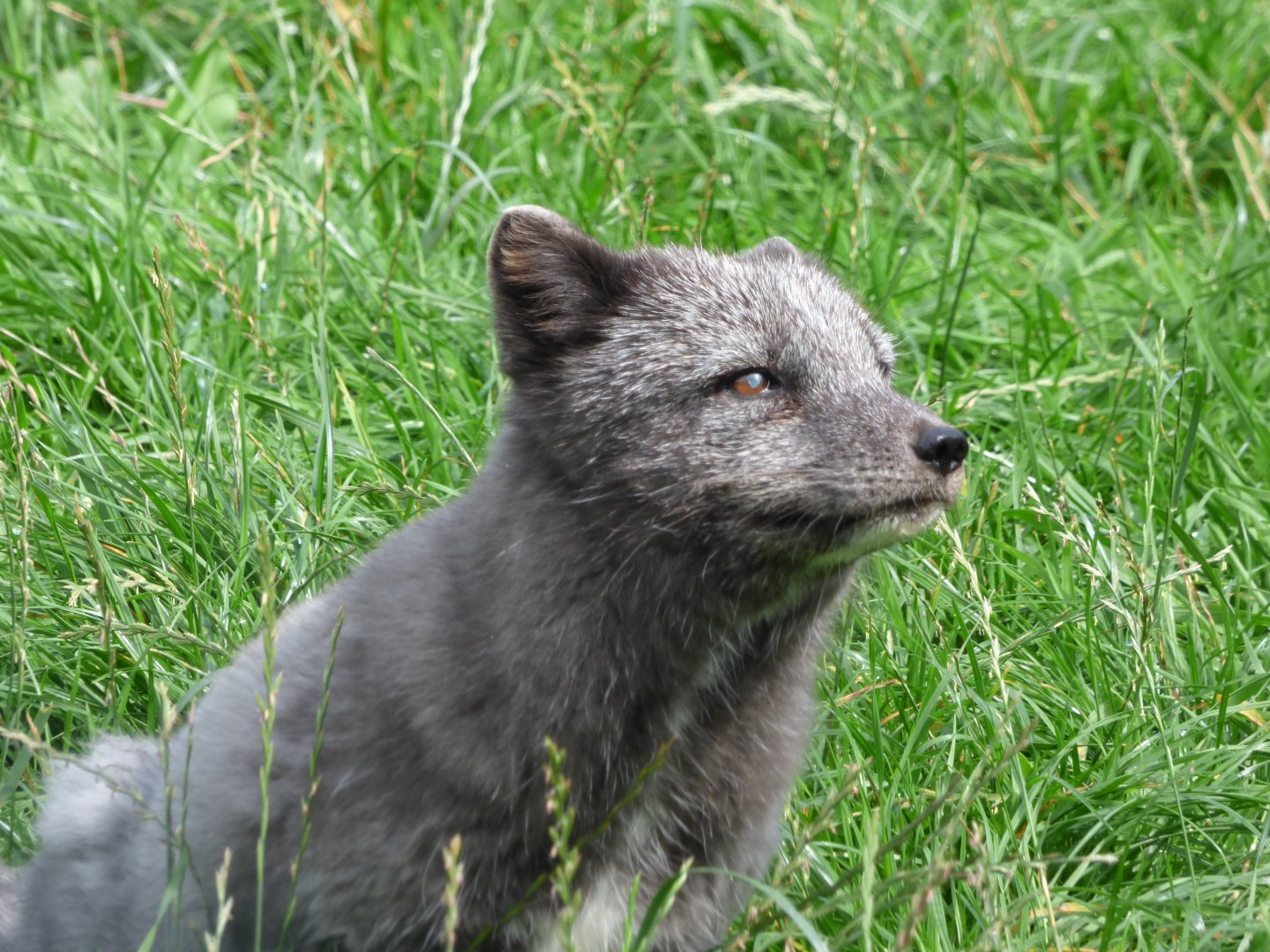 Arctic Fox