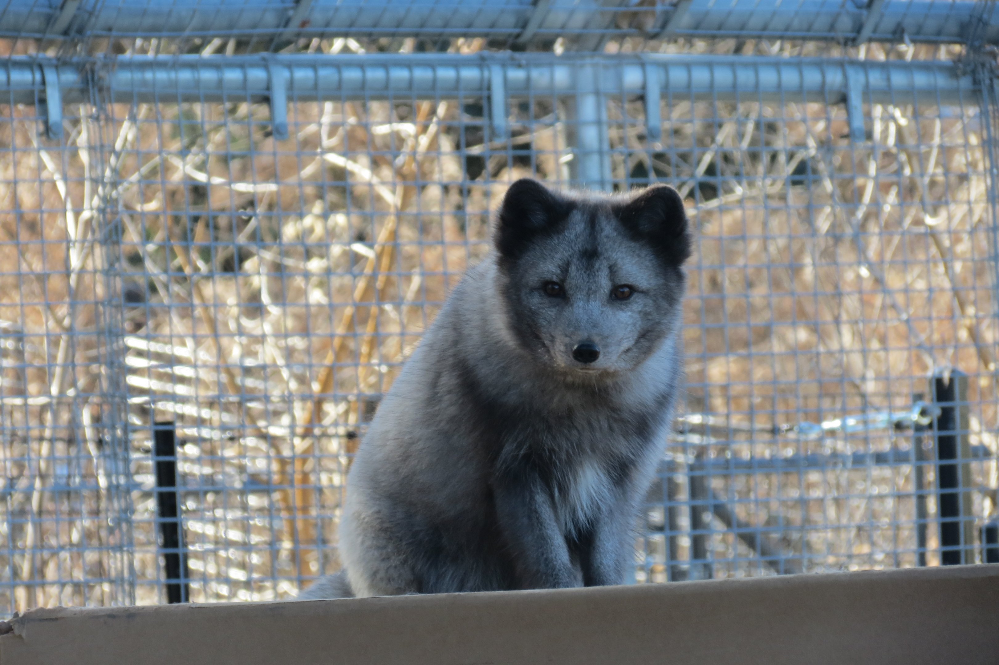 Arctic Fox
