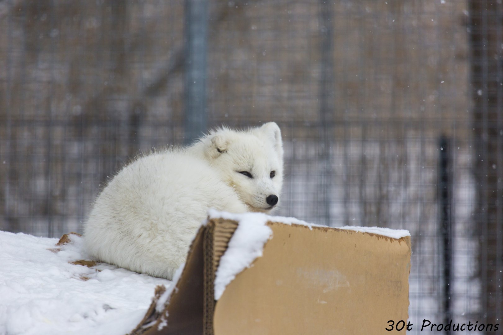 Arctic Fox