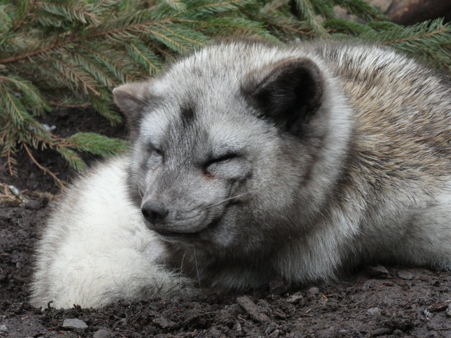 Arctic Fox