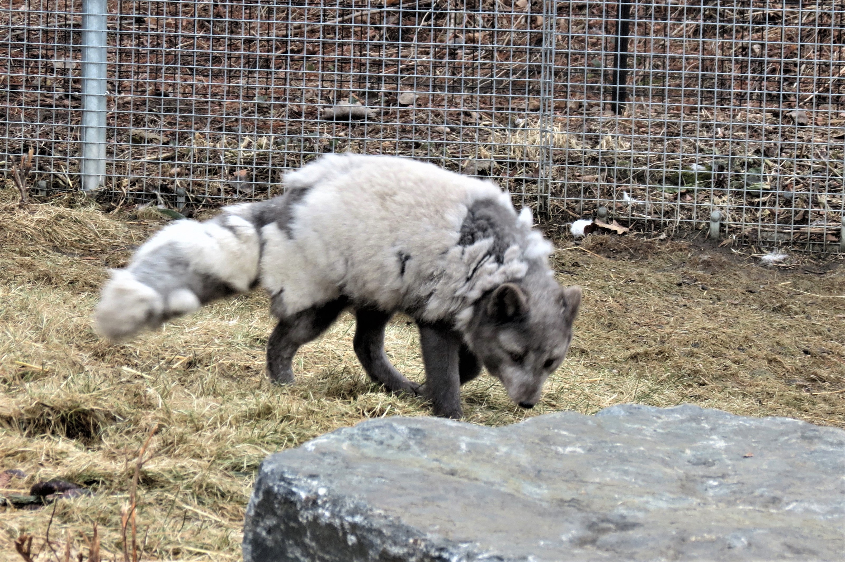 Arctic Fox