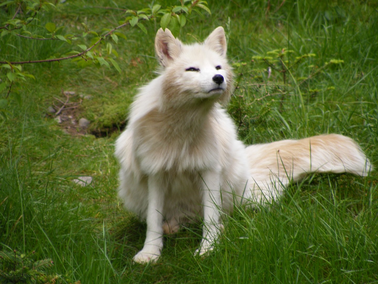 Arctic Fox