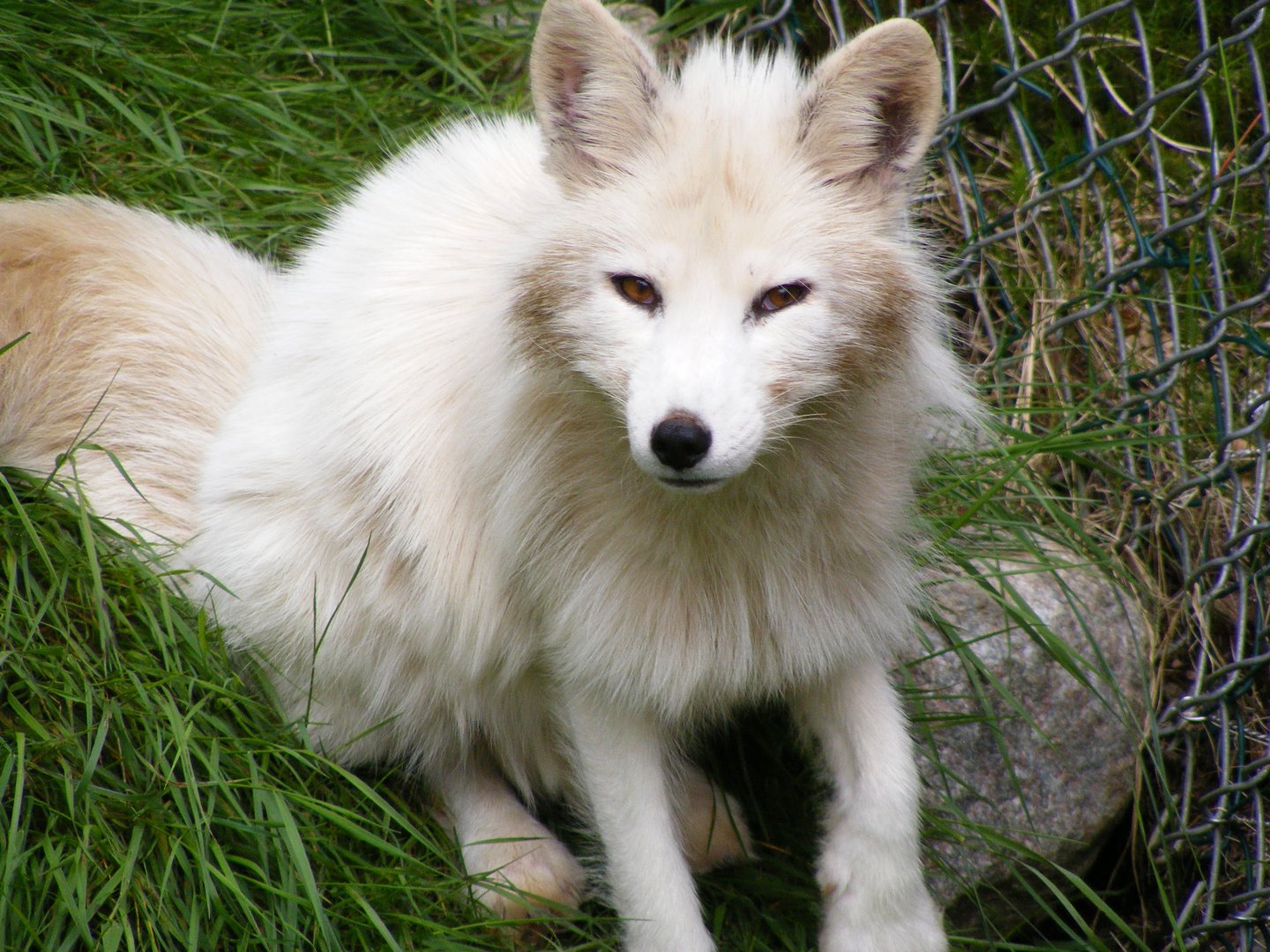 Arctic Fox