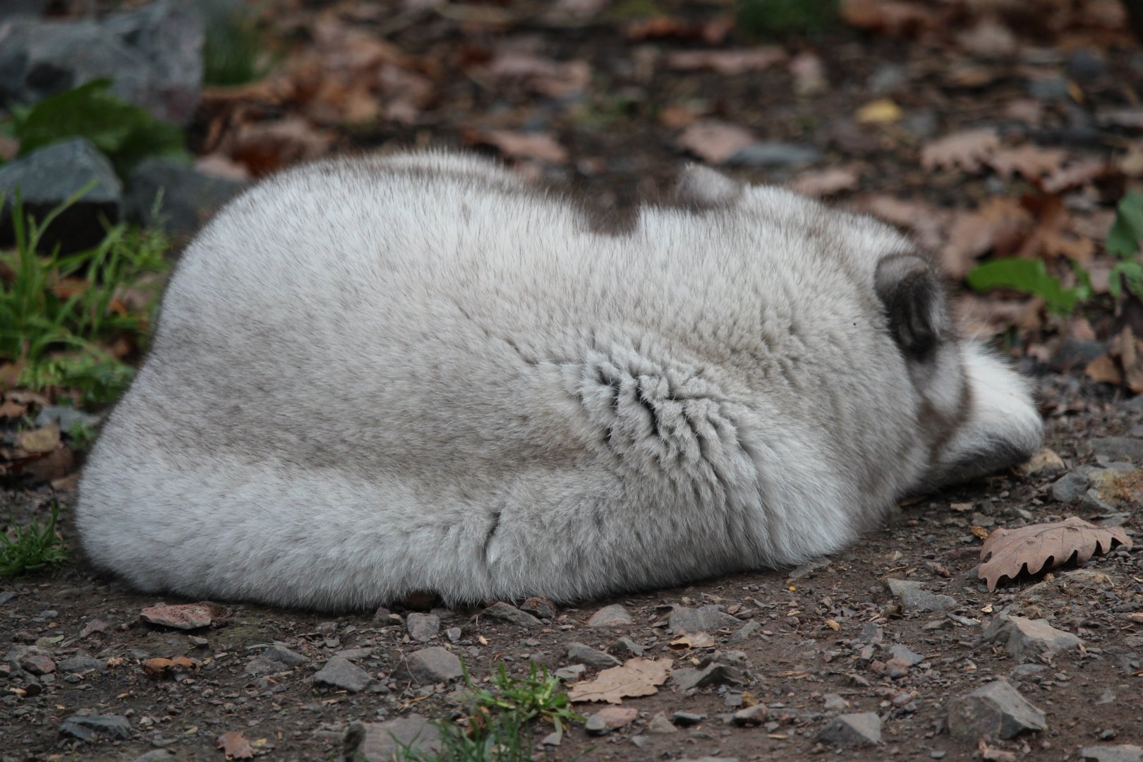 Arctic fox