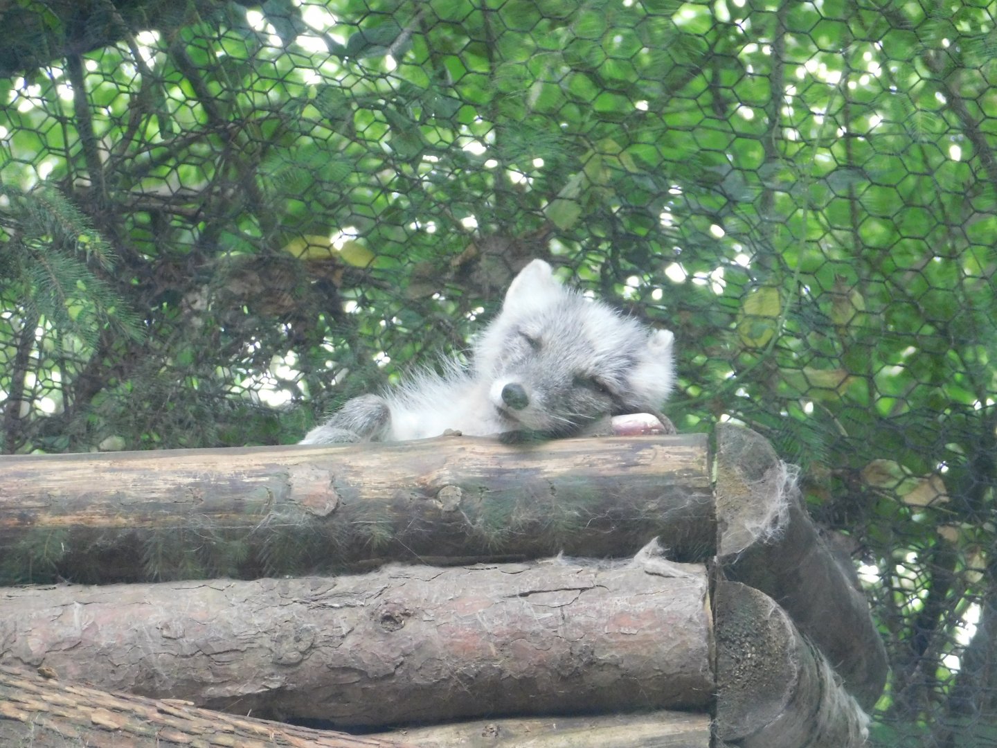 Arctic Fox