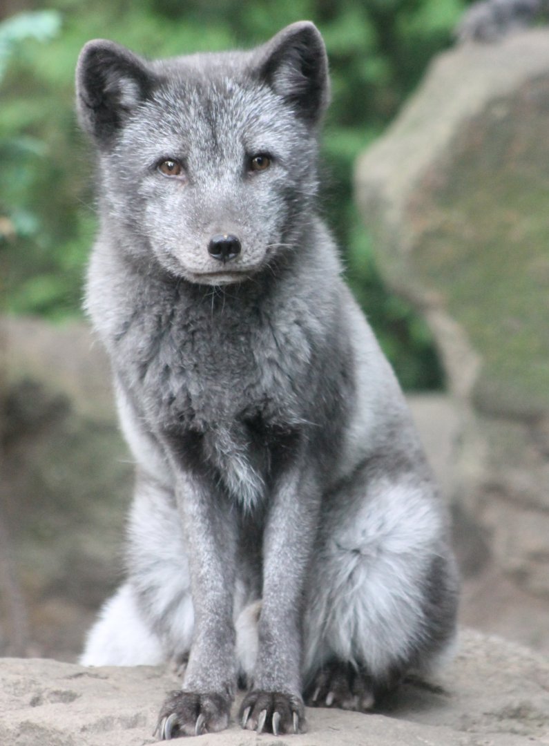 Arctic fox