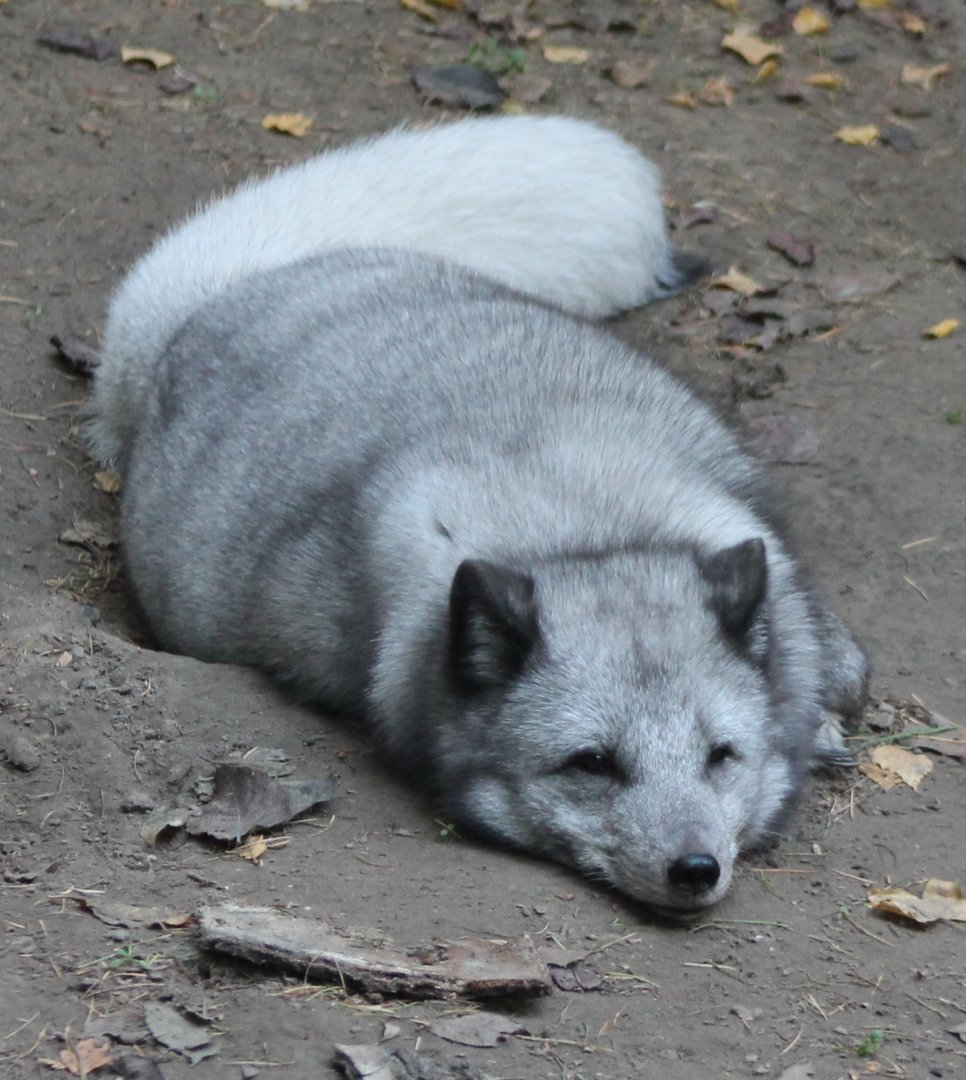 Arctic fox