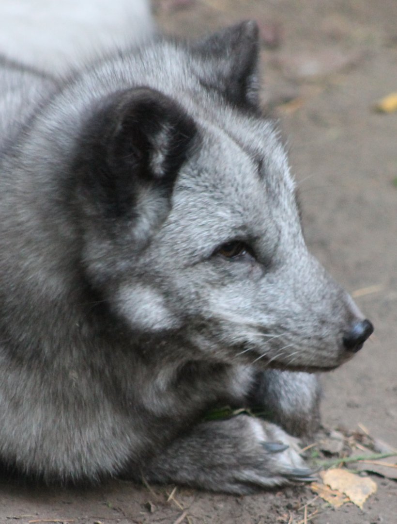Arctic fox
