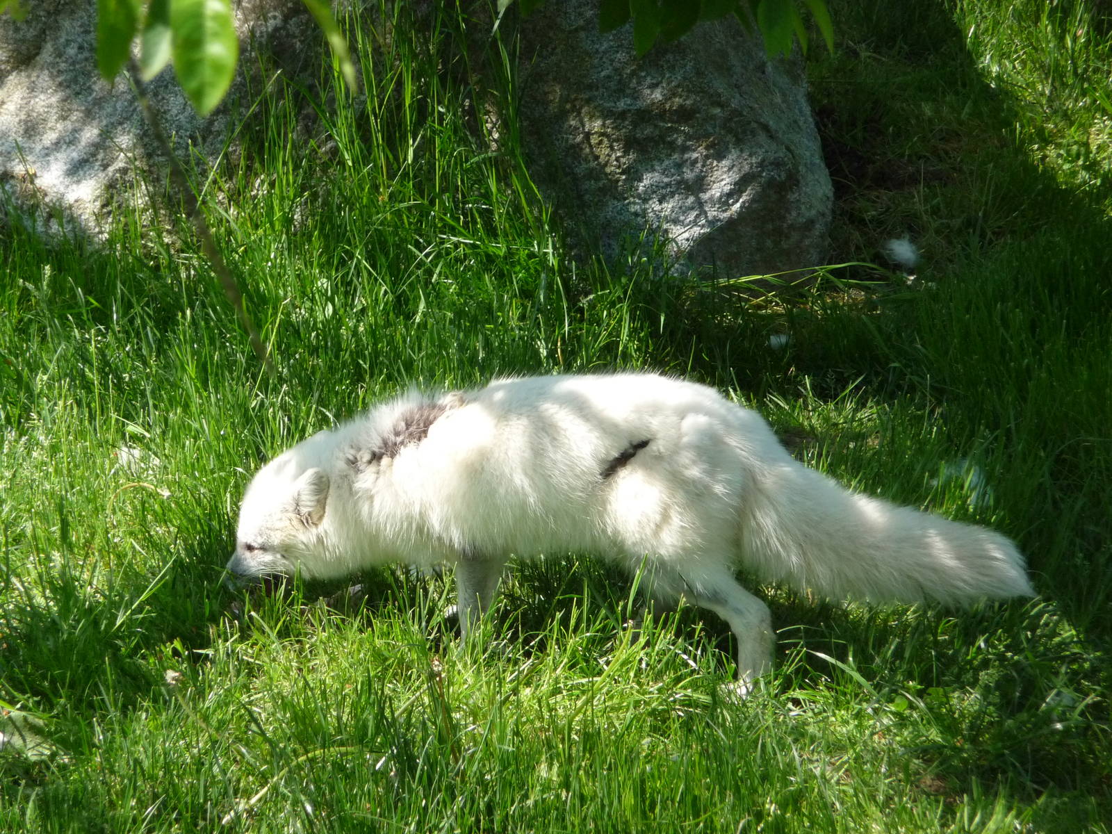 Arctic Fox