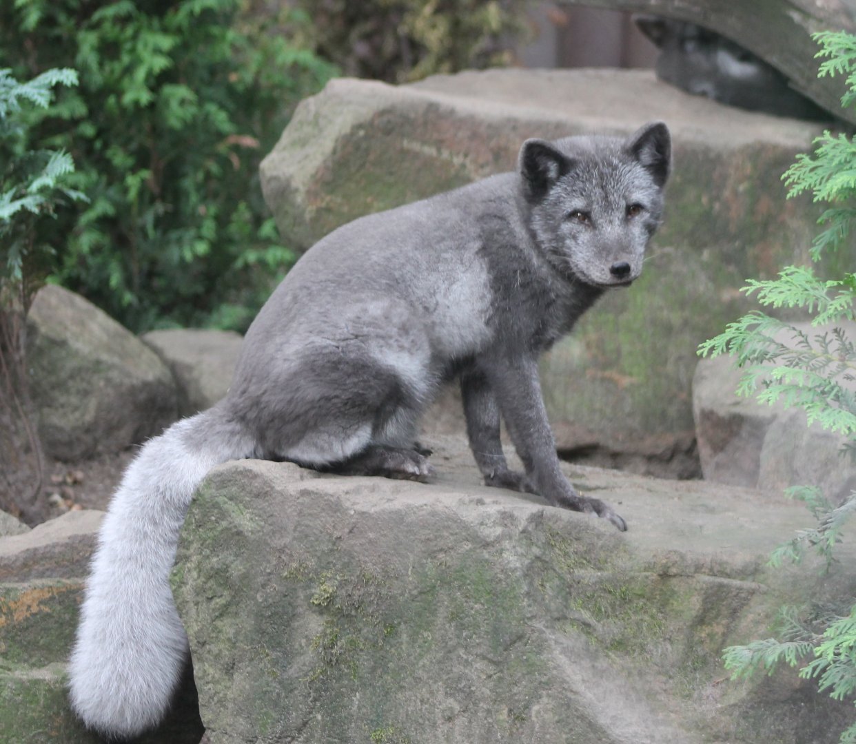 Arctic fox